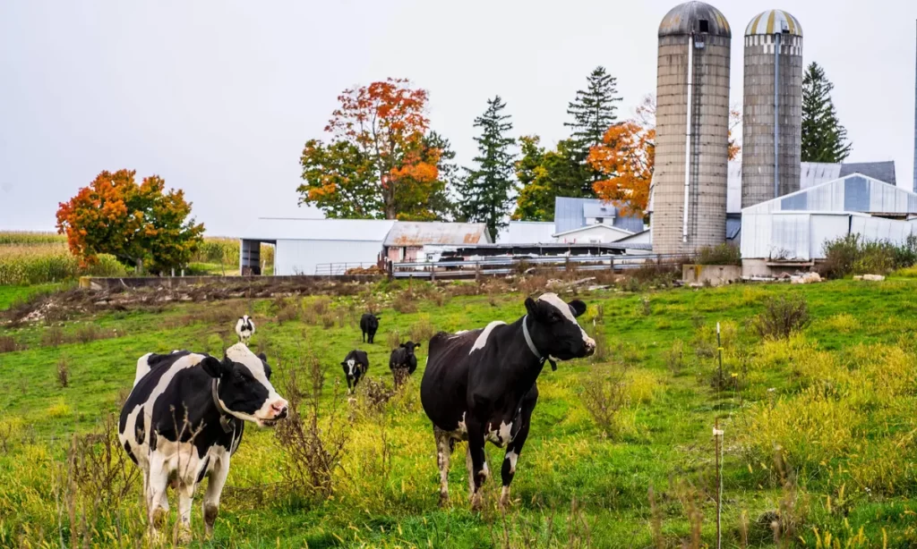 Dairy Farm Loans - Loans For Dairy Farms