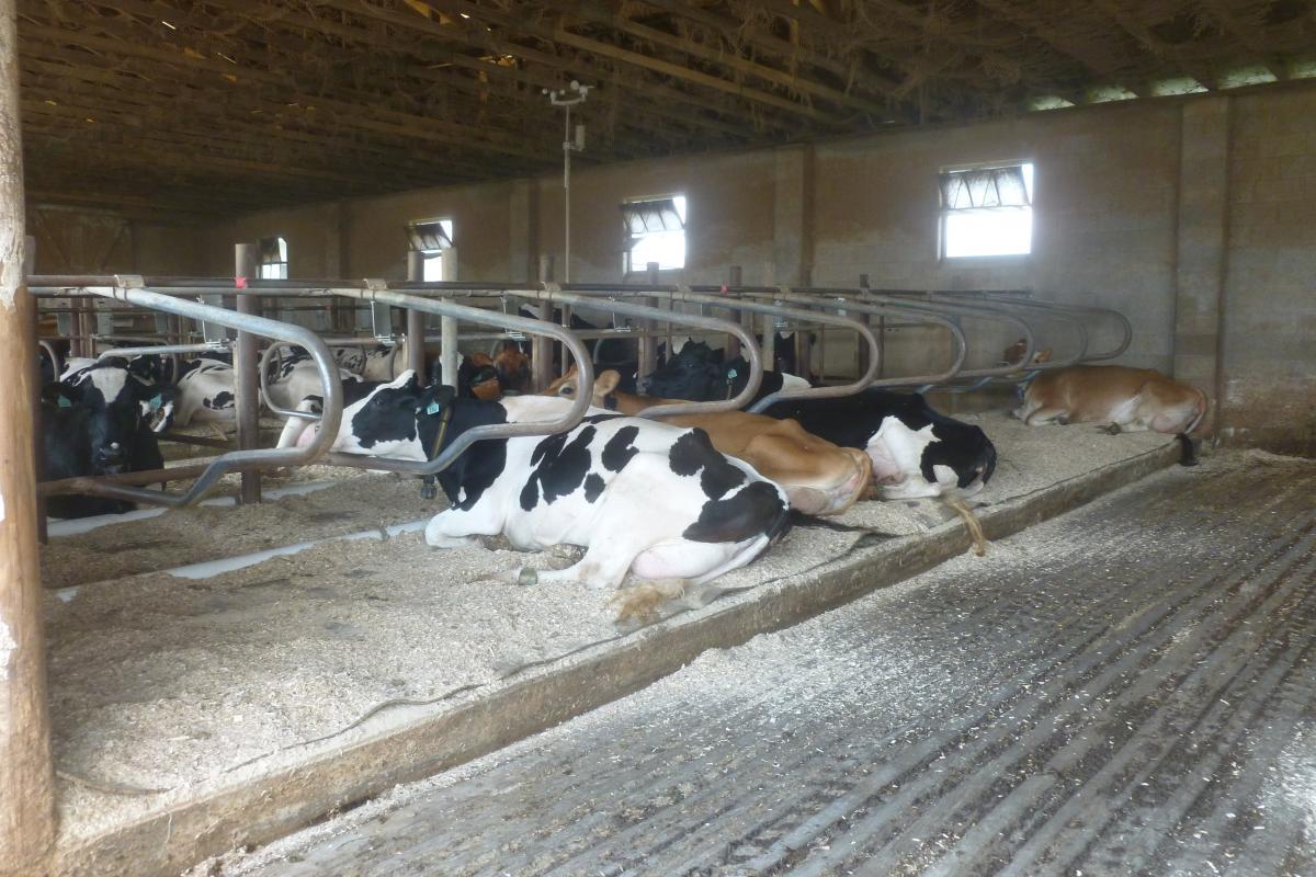 Kentucky Dairy Farm Appraisals and Valuation