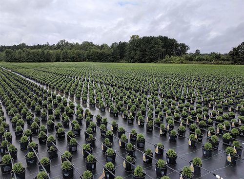 Greenhouse Nursery agricultural valuation project