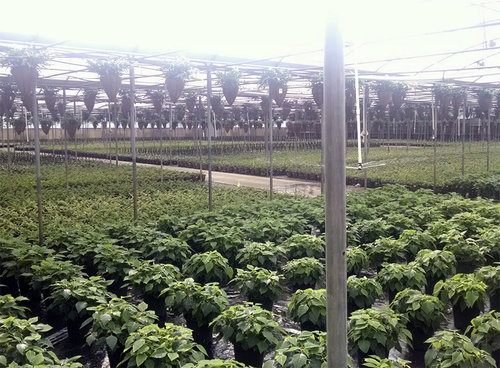 Greenhouse Nursery project view 2