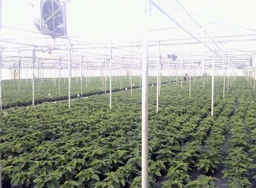 Greenhouse Nursery project view 3