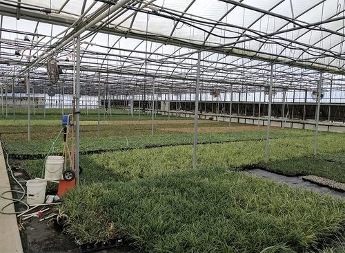 Greenhouse Nursery project view 4
