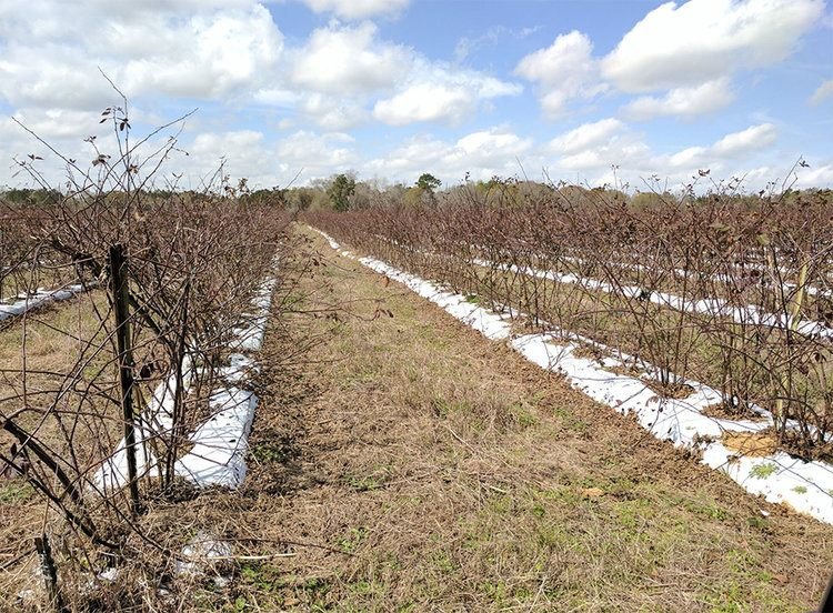 Vineyard project view 3