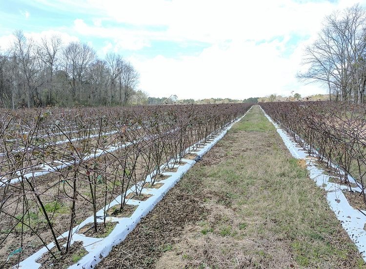 Vineyard project view 4