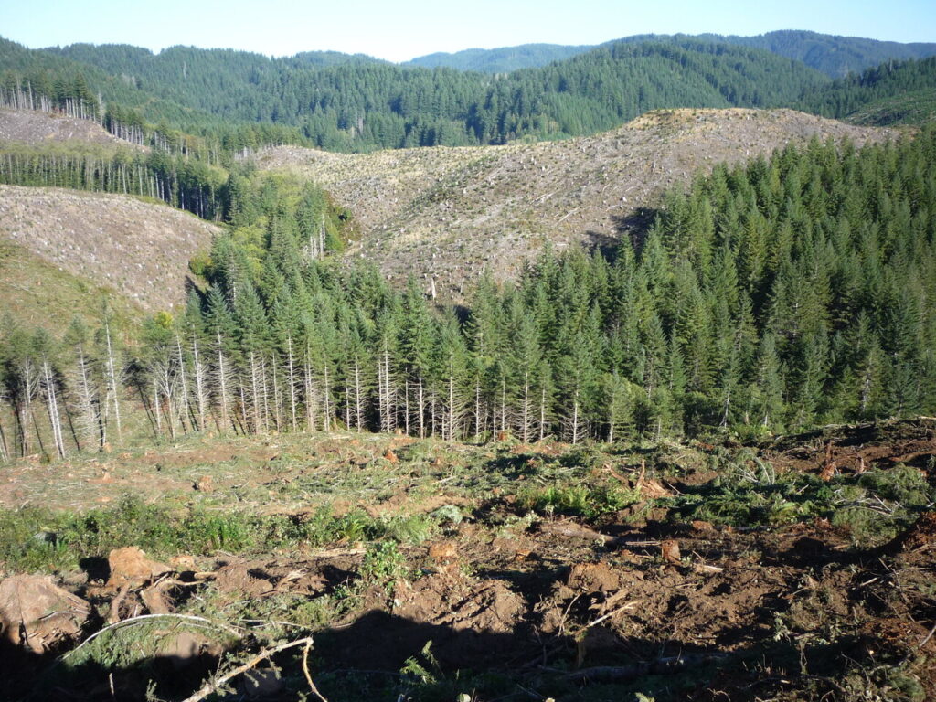 Timber Farming Loans