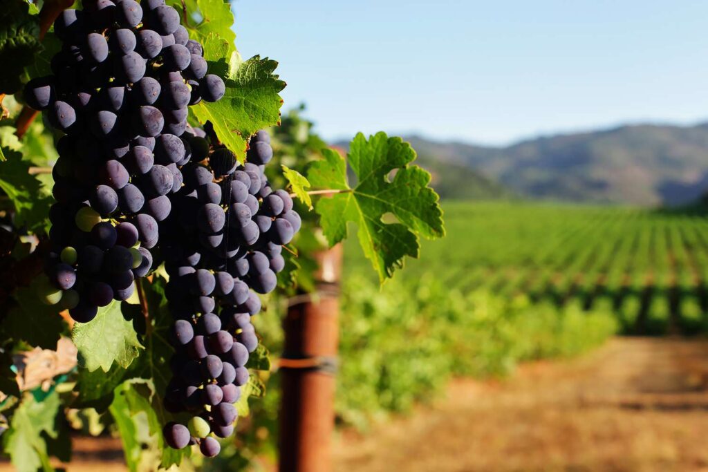 Vineyard Lending Services