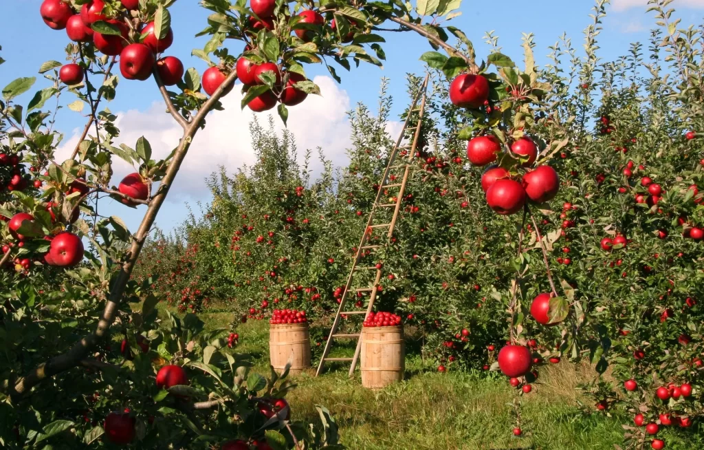 Apple Orchard Appraisal Services