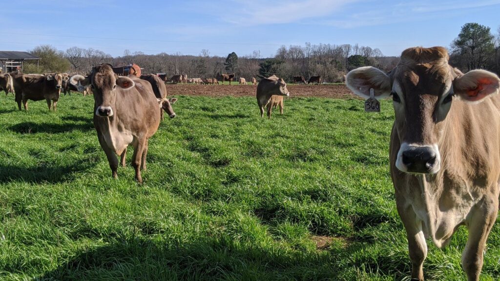 South Carolina Dairy Farm Appraisals