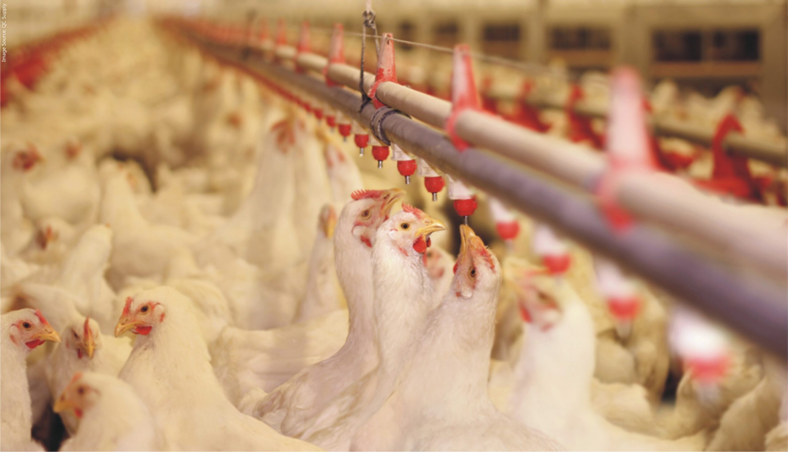 Poultry Farm Automation