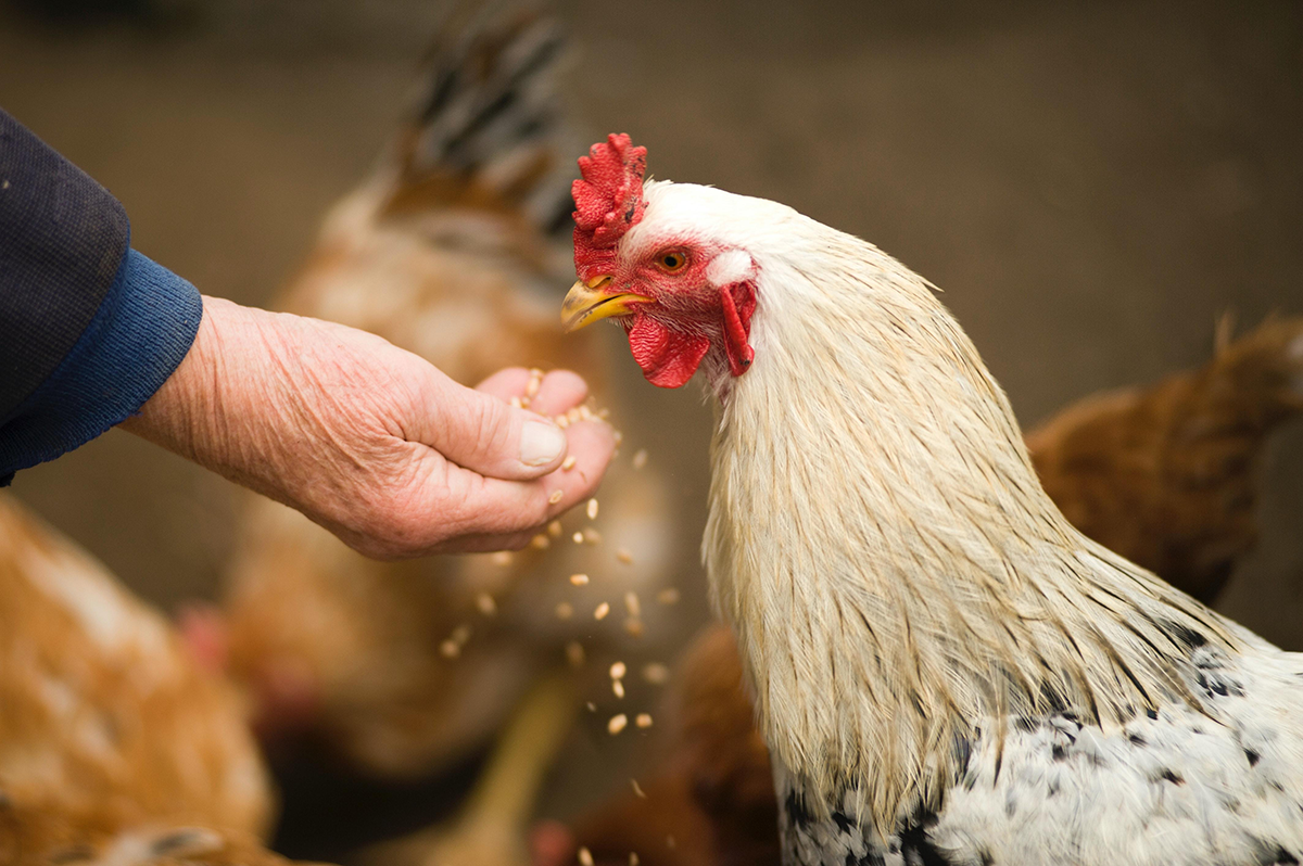 Poultry Feed