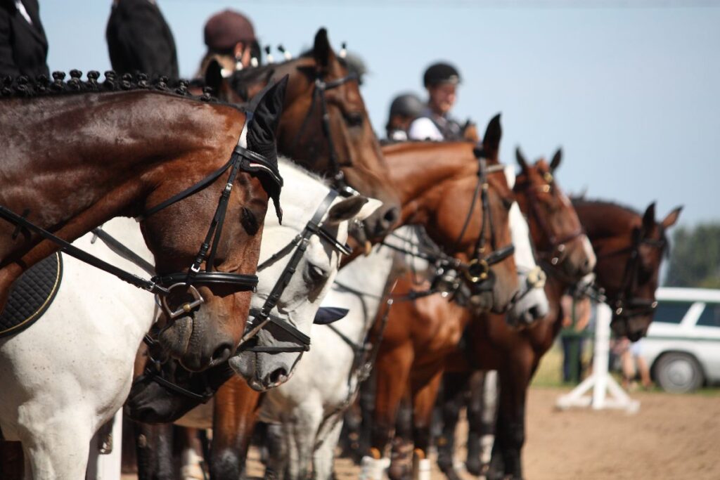 Equine Appraisals North Georgia