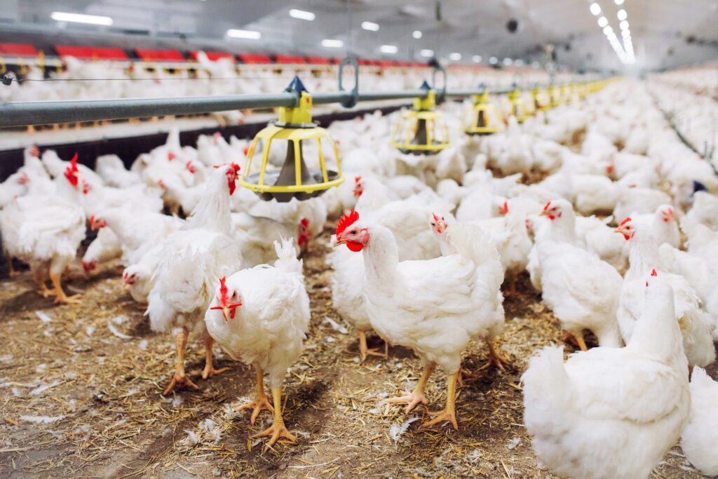 Poultry Farm Bio Security