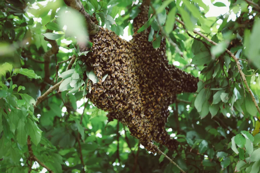 Africanized Honeybees