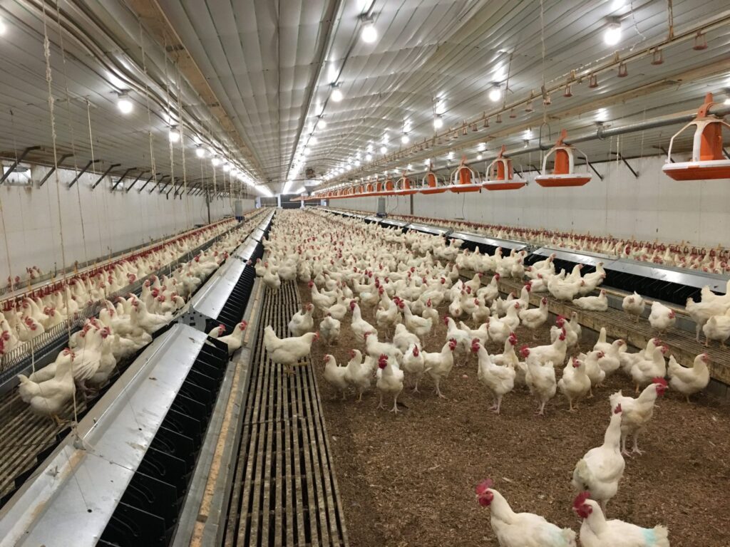 Poultry Definition Changes