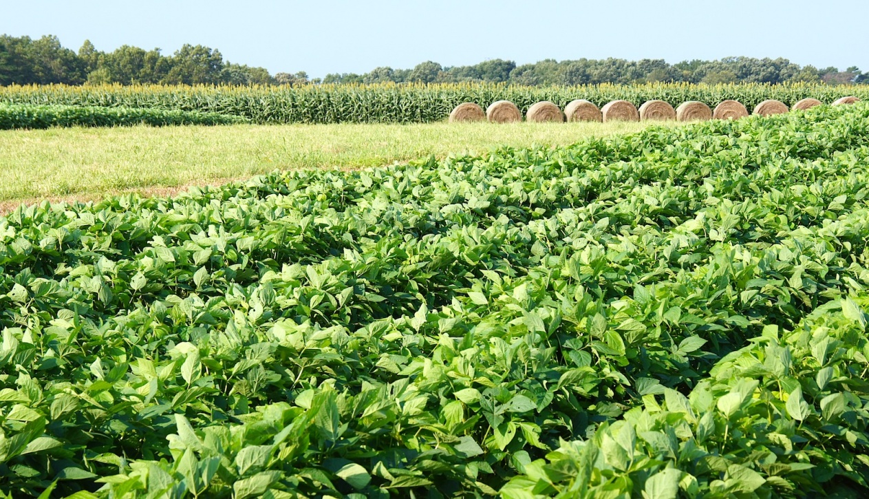 Soy Bean Farms Georgia