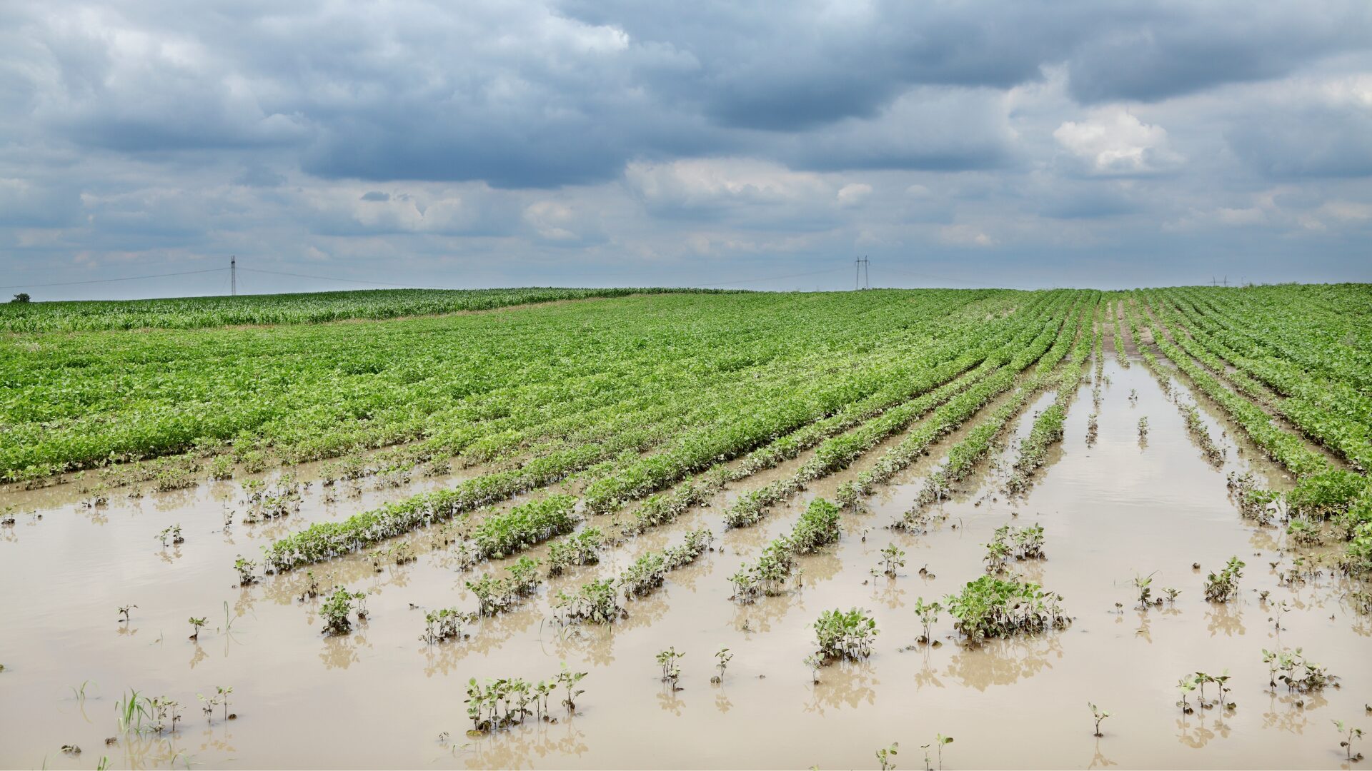 Flooded South Carolina Farms